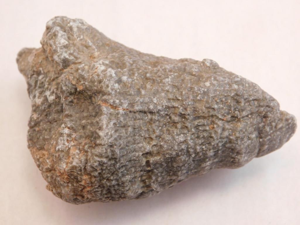 FOSSILIZED CORAL ROCK STONE LAPIDARY SPECIMEN (1 of 2)