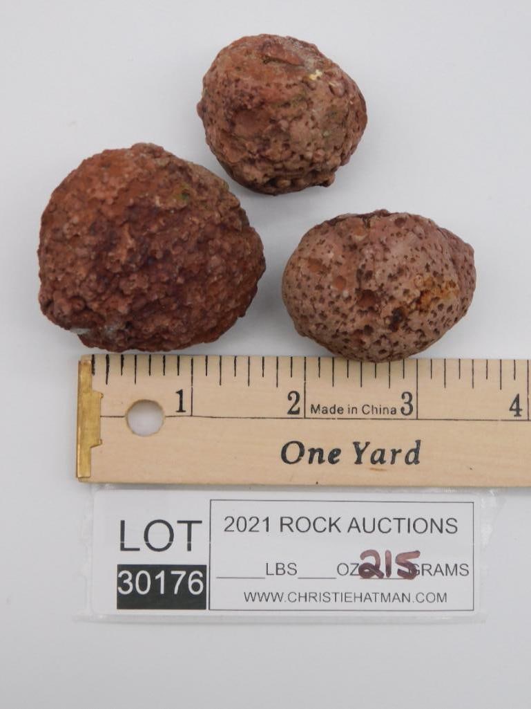 COPROLITE ROCK STONE LAPIDARY SPECIMEN - 2