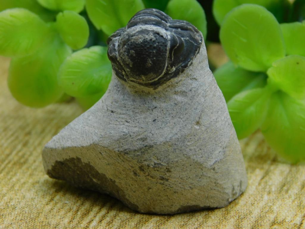 TRILOBITE FOSSIL ROCK STONE LAPIDARY SPECIMEN (1 of 2)