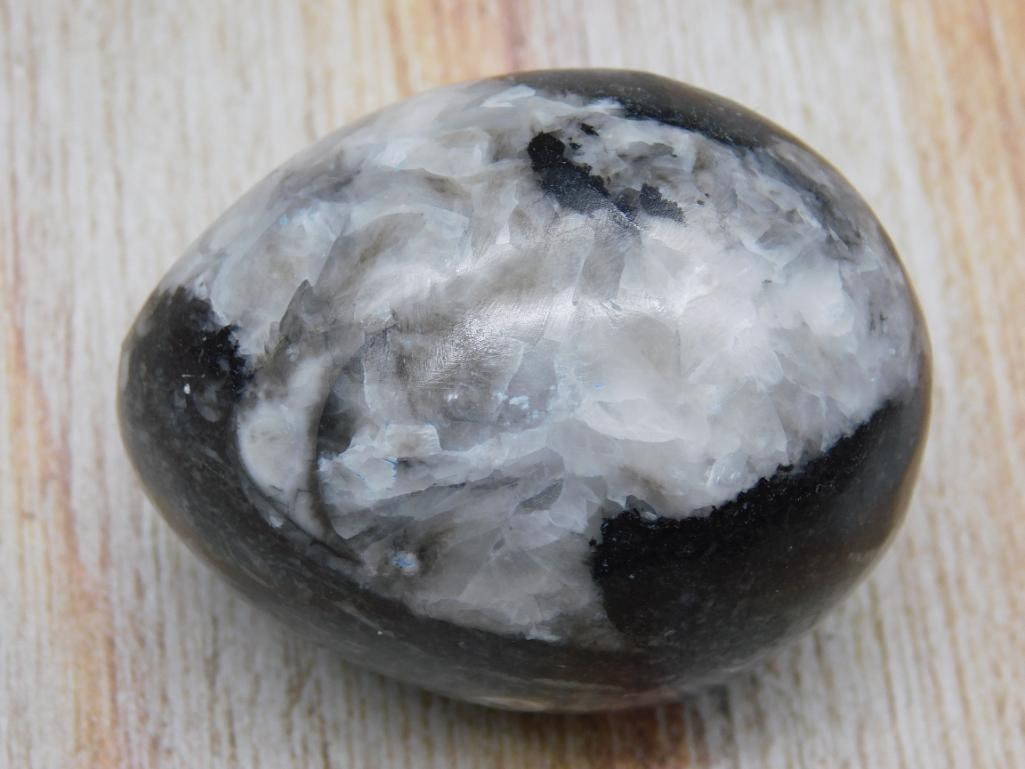 ORTHOCERAS EGG ROCK STONE LAPIDARY SPECIMEN: ORTHOCERAS EGG ROCK STONE LAPIDARY SPECIMEN