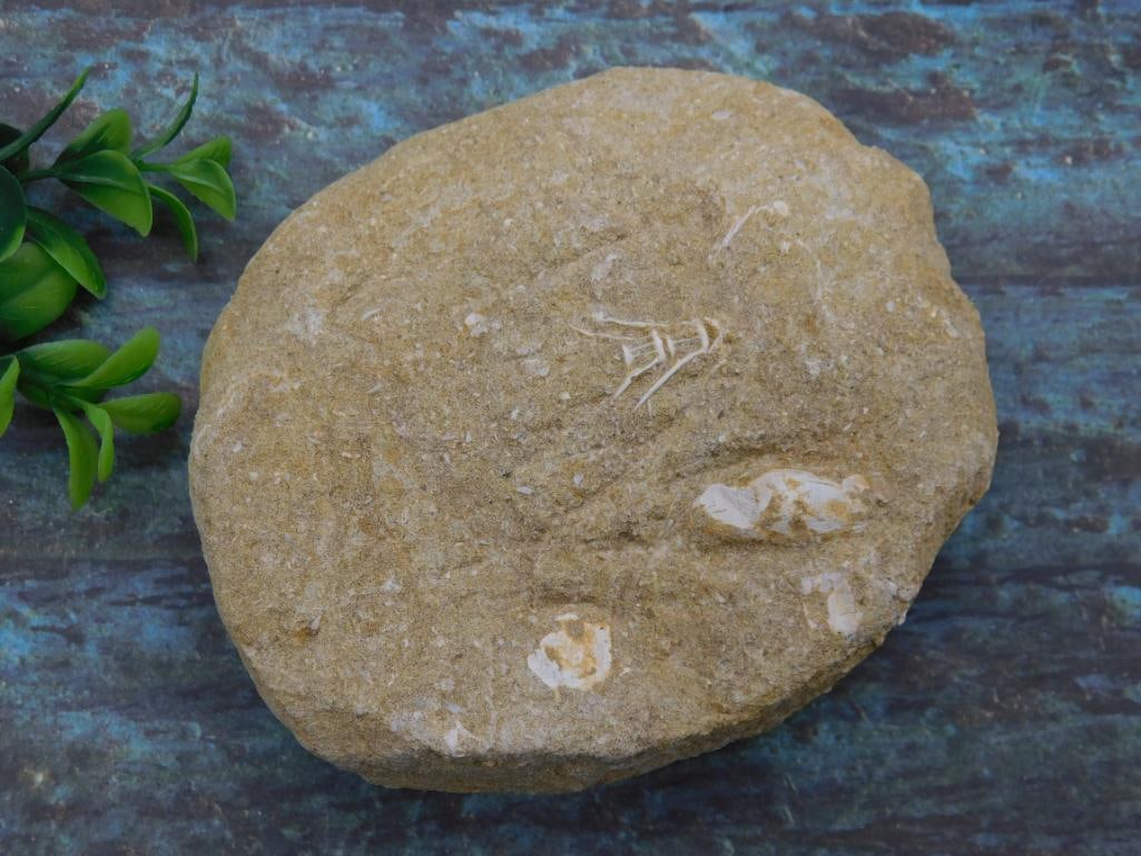 FOSSILS IN MATRIX ROCK STONE LAPIDARY SPECIMEN: FOSSILS IN MATRIX ROCK STONE LAPIDARY SPECIMEN