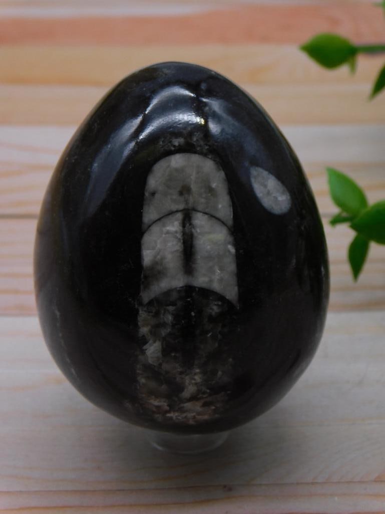 ORTHOCERAS EGG ROCK STONE LAPIDARY SPECIMEN (1 of 2)