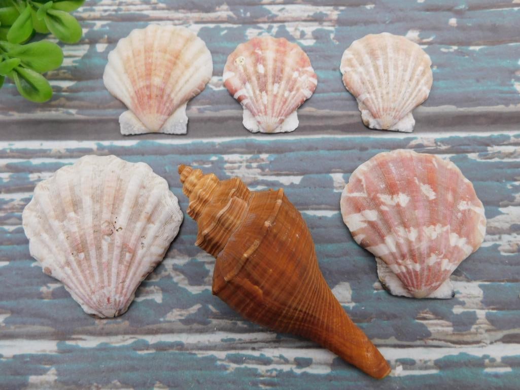 MIXED SHELL LOT ROCK STONE LAPIDARY SPECIMEN (1 of 2)