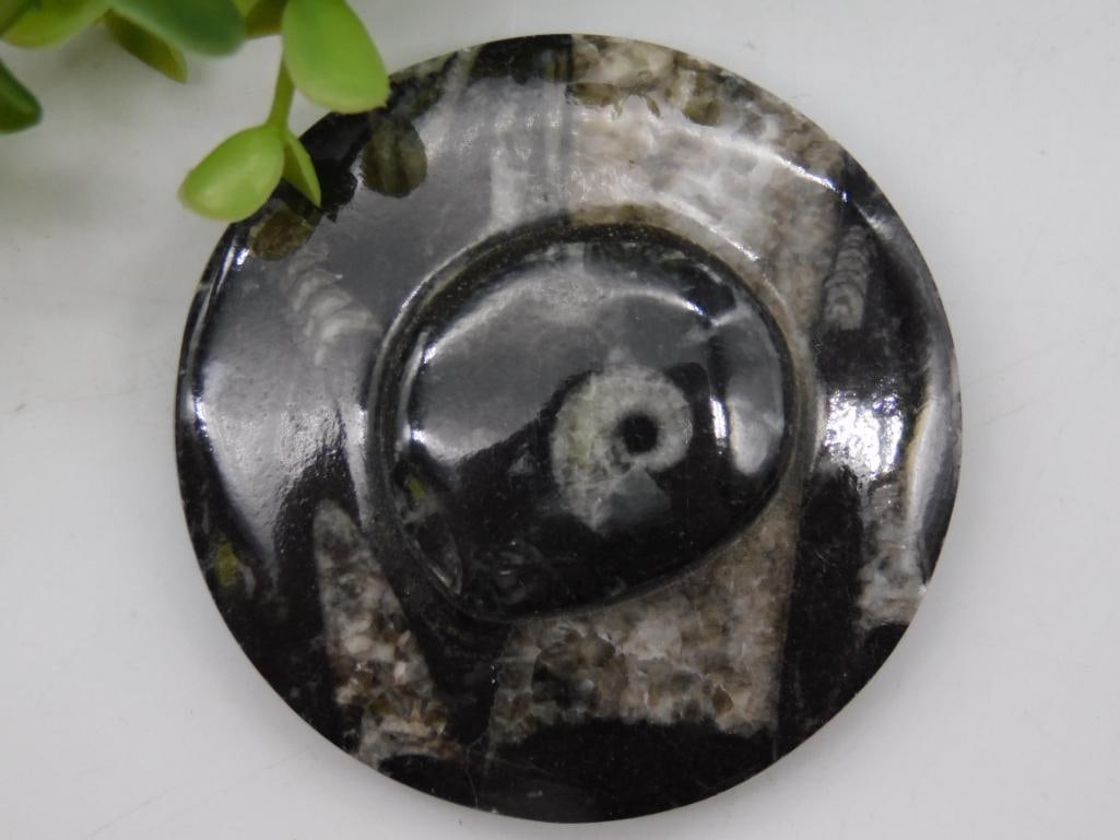 Orthoceras Fossil ROCK STONE LAPIDARY SPECIMEN: Orthoceras Fossil ROCK STONE LAPIDARY SPECIMEN