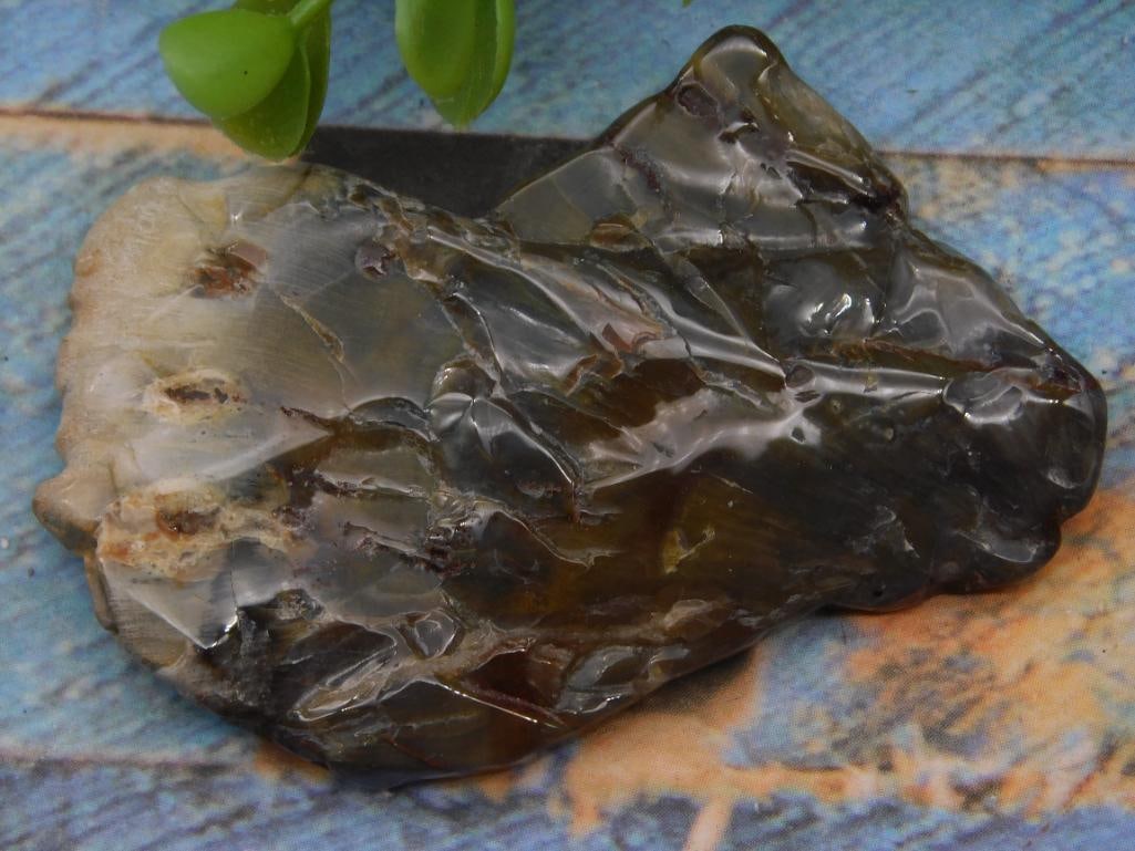 Petrified Wood Rock Stone Lapidary Specimen: Petrified Wood Rock Stone Lapidary Specimen