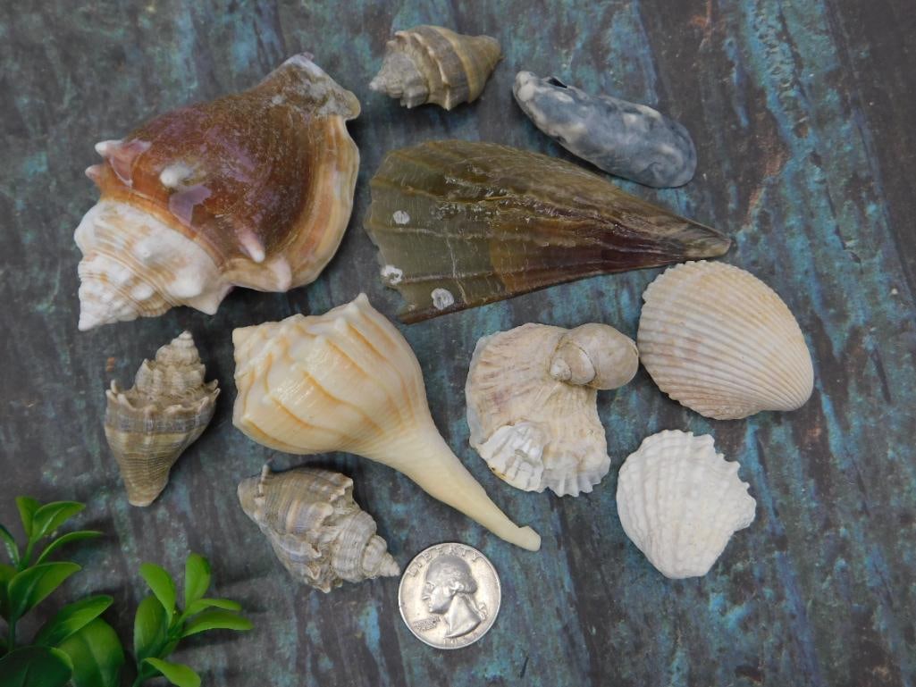 Sea Shells - 2