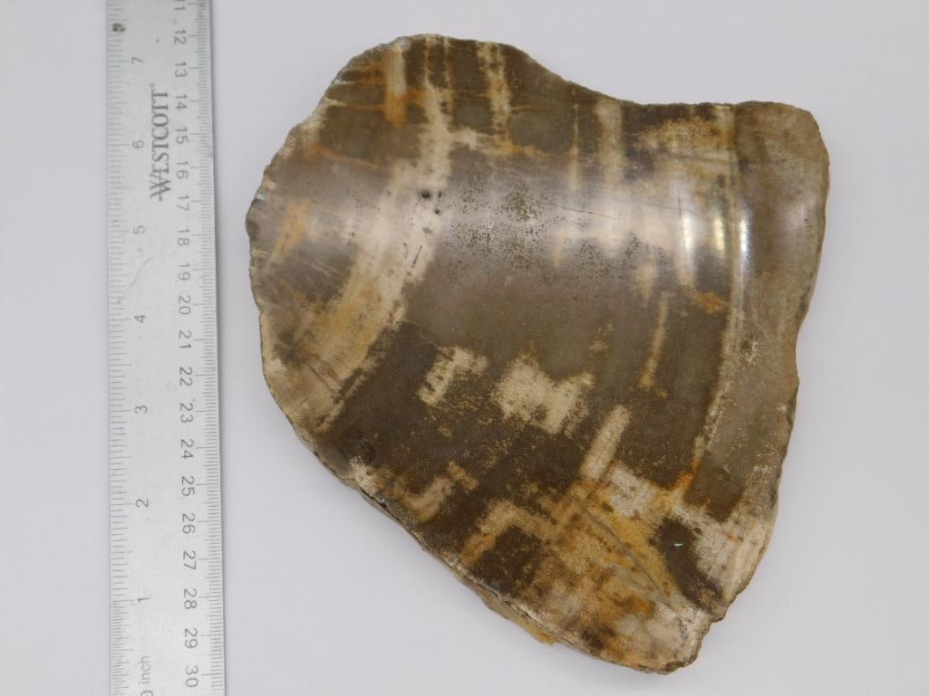 Fossilized Petrified Wood Slice Rock Stone Lapidary Specimen: Fossilized Petrified Wood Slice Rock Stone Lapidary Specimen