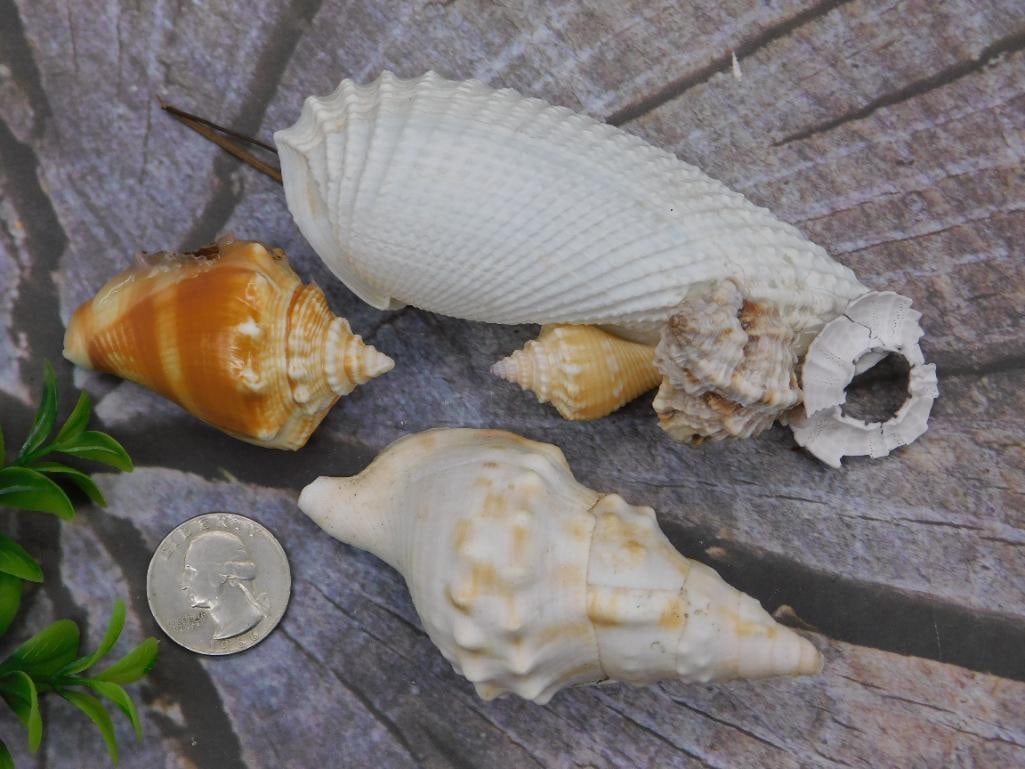 SEA SHELLS - 2