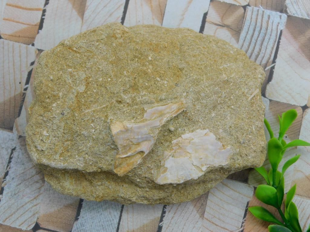 DINOSAUR BONE IN MATRIX ROCK STONE LAPIDARY SPECIMEN: DINOSAUR BONE IN MATRIX ROCK STONE LAPIDARY SPECIMEN