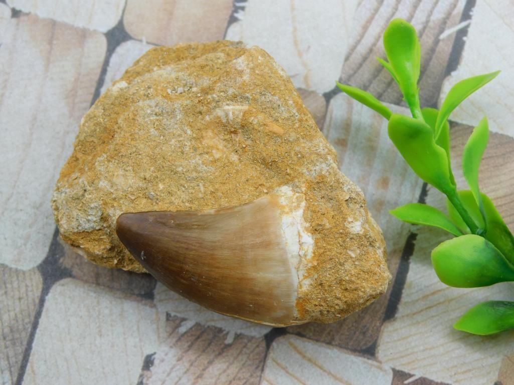 DINOSAUR TOOTH IN MATRIX ROCK STONE LAPIDARY SPECIMEN: DINOSAUR TOOTH IN MATRIX ROCK STONE LAPIDARY SPECIMEN