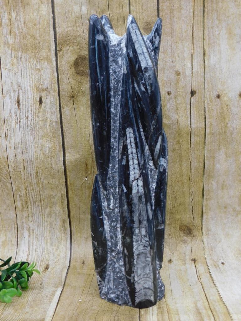 ORTHOCERAS DISPLAY ROCK STONE LAPIDARY SPECIMEN: ORTHOCERAS DISPLAY ROCK STONE LAPIDARY SPECIMEN