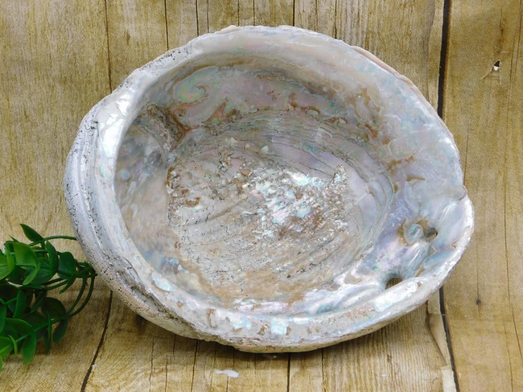 ABALONE SHELL: ABALONE SHELL