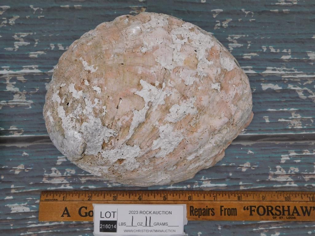 ABALONE SHELL - 2