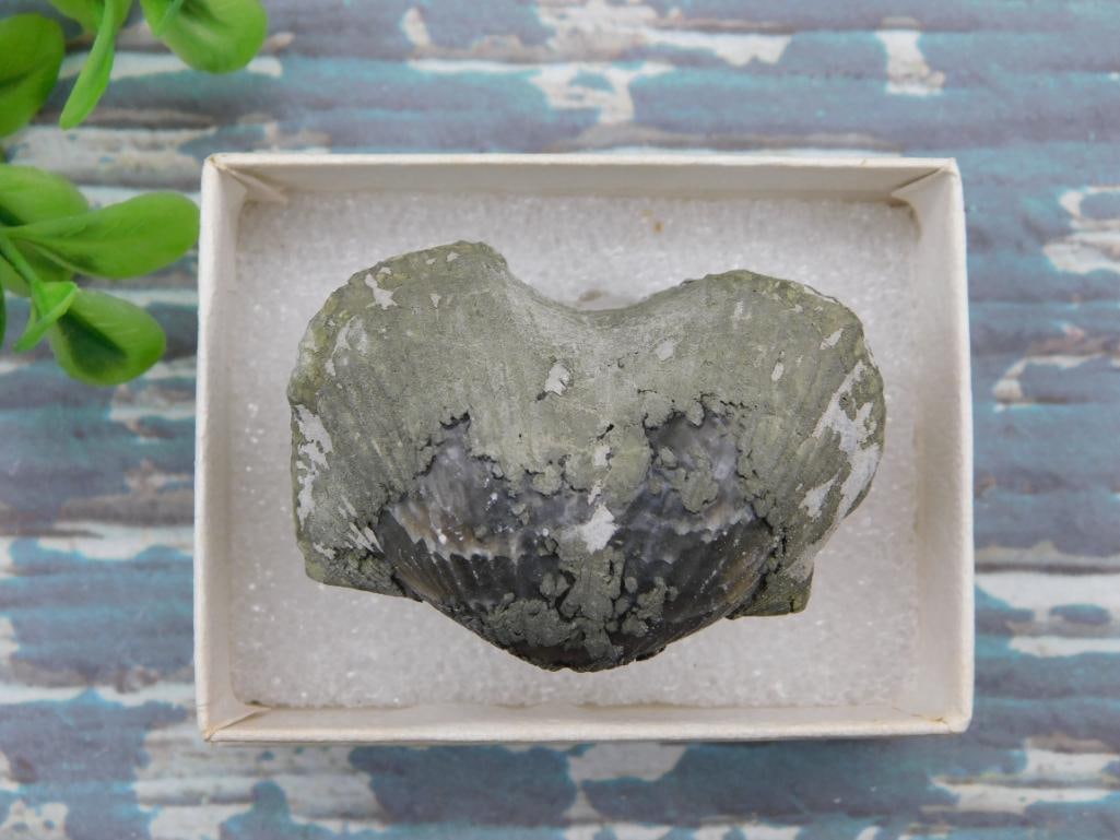 BRACHIOPOD ROCK STONE LAPIDARY SPECIMEN: BRACHIOPOD ROCK STONE LAPIDARY SPECIMEN