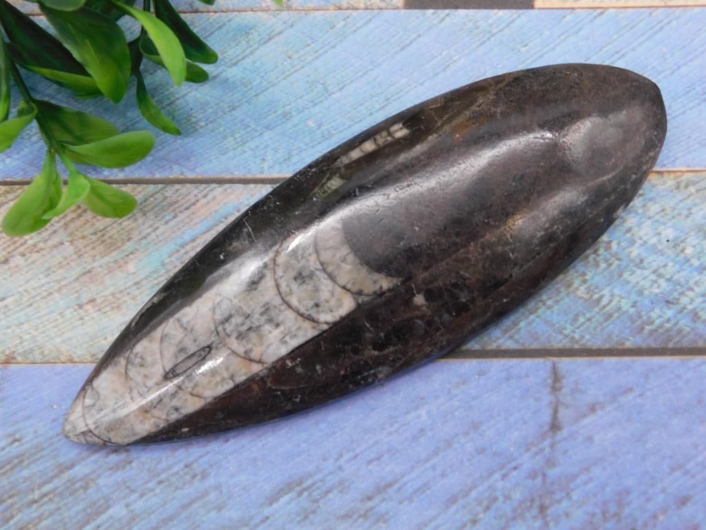 ORTHOCERAS ROCK STONE LAPIDARY SPECIMEN: ORTHOCERAS ROCK STONE LAPIDARY SPECIMEN