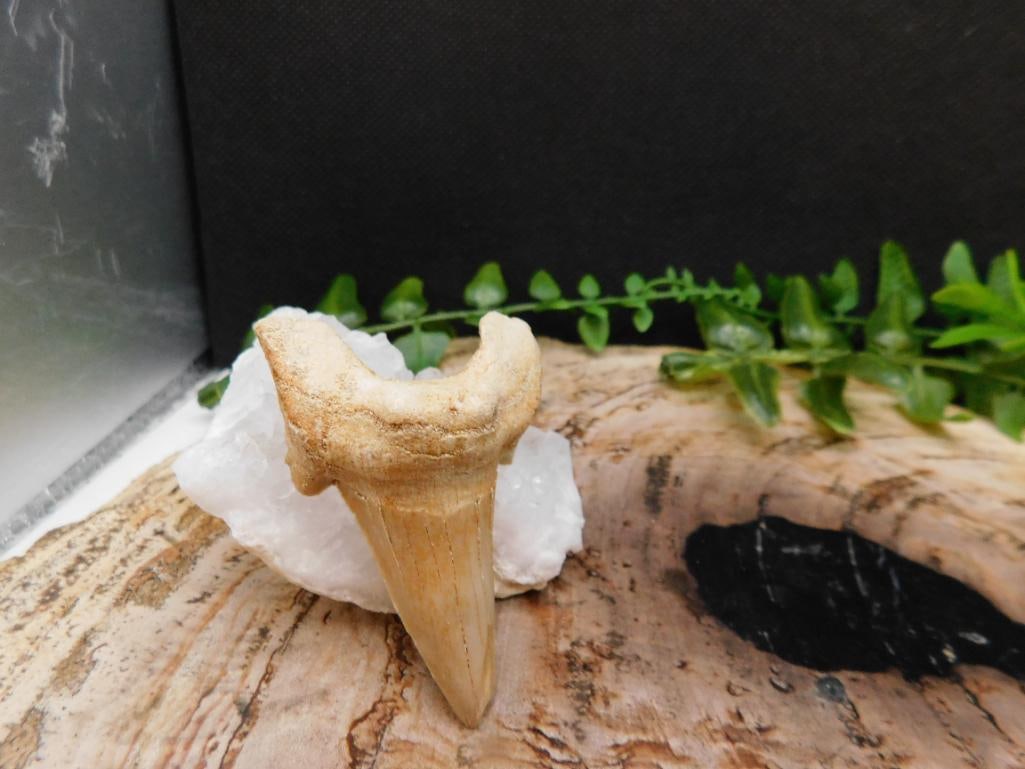 JEWELRY SALE! ROCK STONE LAPIDARY SPECIMEN: JEWELRY SALE! ROCK STONE LAPIDARY SPECIMEN