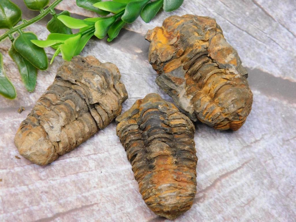 JEWELRY SALE! ROCK STONE LAPIDARY SPECIMEN: JEWELRY SALE! ROCK STONE LAPIDARY SPECIMEN