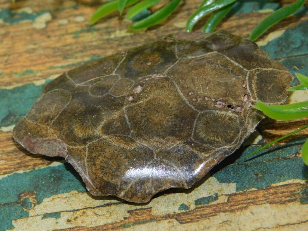 JEWELRY SALE! ROCK STONE LAPIDARY SPECIMEN: JEWELRY SALE! ROCK STONE LAPIDARY SPECIMEN