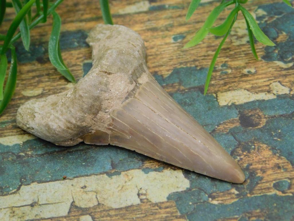 JEWELRY SALE! ROCK STONE LAPIDARY SPECIMEN: JEWELRY SALE! ROCK STONE LAPIDARY SPECIMEN