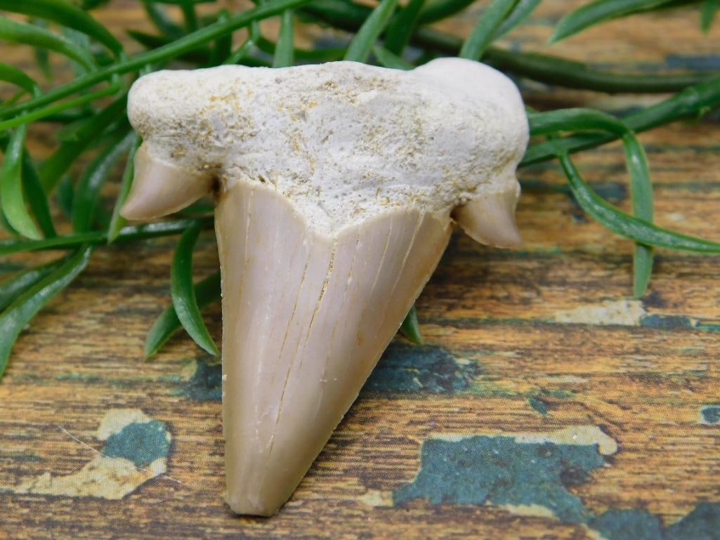 JEWELRY SALE! ROCK STONE LAPIDARY SPECIMEN: JEWELRY SALE! ROCK STONE LAPIDARY SPECIMEN