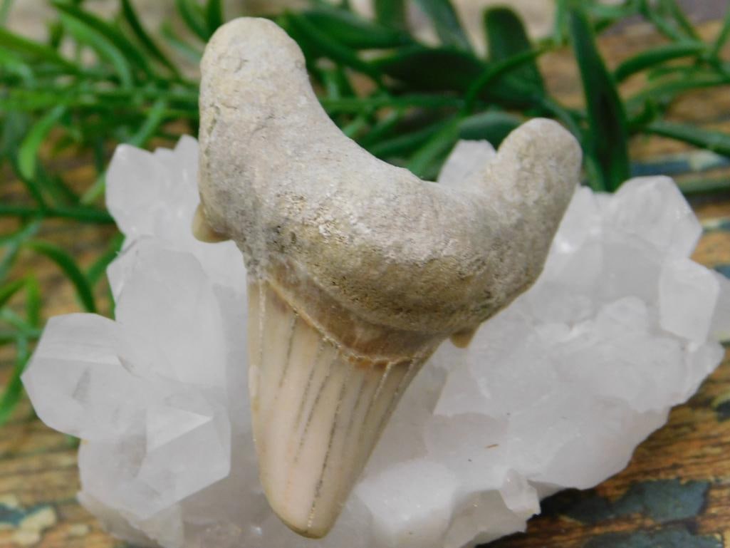 JEWELRY SALE! ROCK STONE LAPIDARY SPECIMEN: JEWELRY SALE! ROCK STONE LAPIDARY SPECIMEN