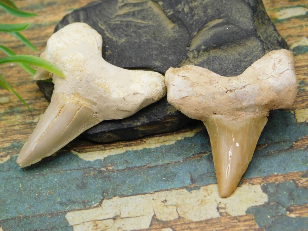 JEWELRY SALE! ROCK STONE LAPIDARY SPECIMEN: JEWELRY SALE! ROCK STONE LAPIDARY SPECIMEN