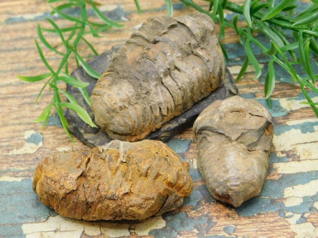 JEWELRY SALE! ROCK STONE LAPIDARY SPECIMEN: JEWELRY SALE! ROCK STONE LAPIDARY SPECIMEN