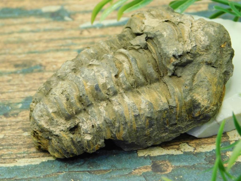 JEWELRY SALE! ROCK STONE LAPIDARY SPECIMEN: JEWELRY SALE! ROCK STONE LAPIDARY SPECIMEN