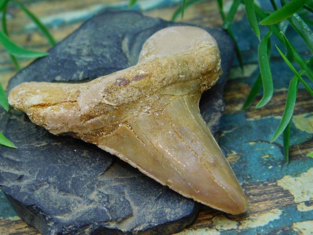 JEWELRY SALE! ROCK STONE LAPIDARY SPECIMEN: JEWELRY SALE! ROCK STONE LAPIDARY SPECIMEN