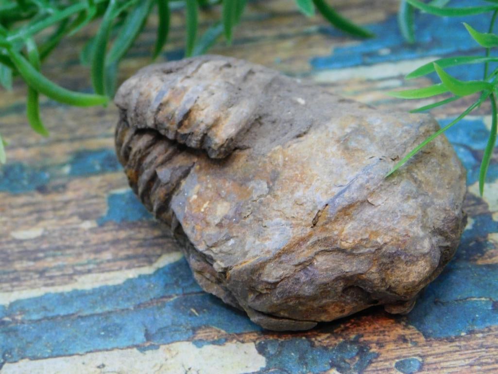 JEWELRY SALE! ROCK STONE LAPIDARY SPECIMEN (1 of 2)