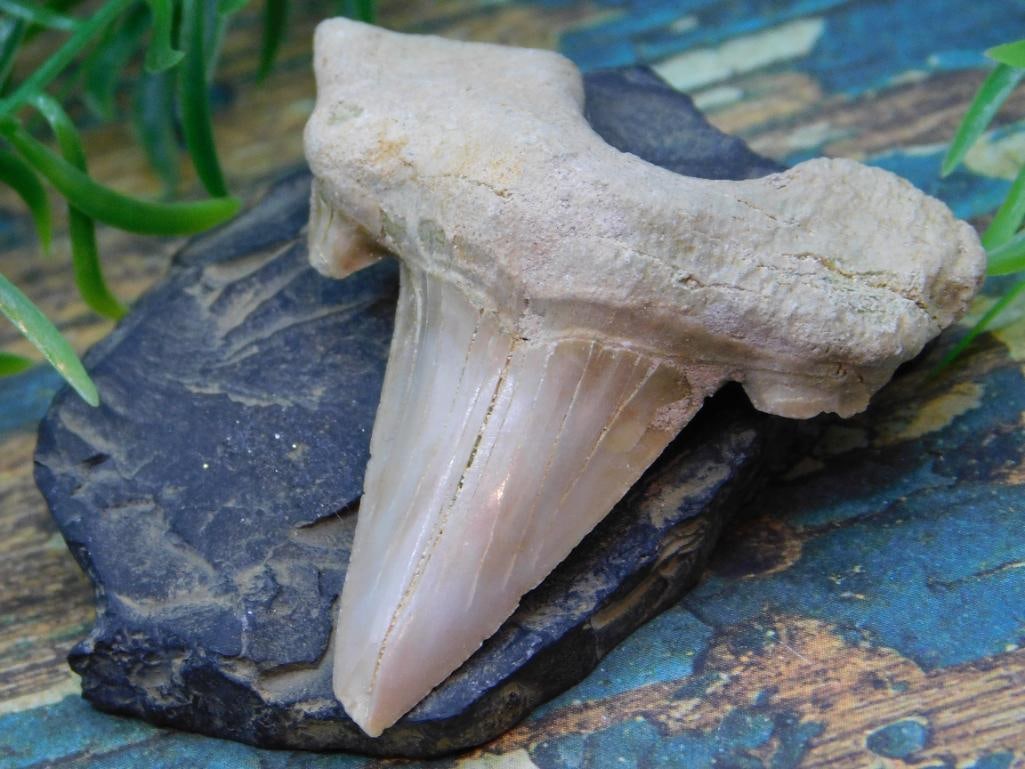 JEWELRY SALE! ROCK STONE LAPIDARY SPECIMEN: JEWELRY SALE! ROCK STONE LAPIDARY SPECIMEN