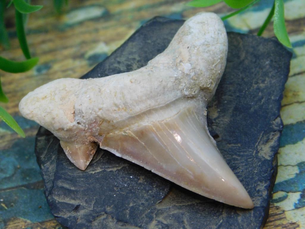 JEWELRY SALE! ROCK STONE LAPIDARY SPECIMEN: JEWELRY SALE! ROCK STONE LAPIDARY SPECIMEN