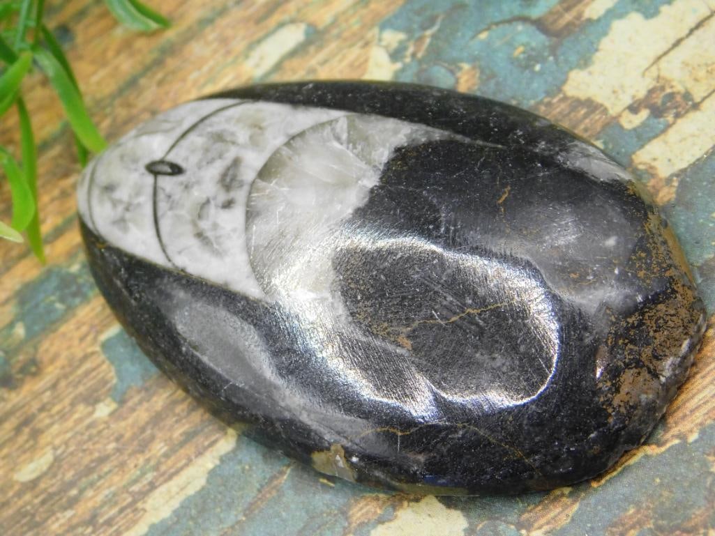 JEWELRY SALE! ROCK STONE LAPIDARY SPECIMEN: JEWELRY SALE! ROCK STONE LAPIDARY SPECIMEN