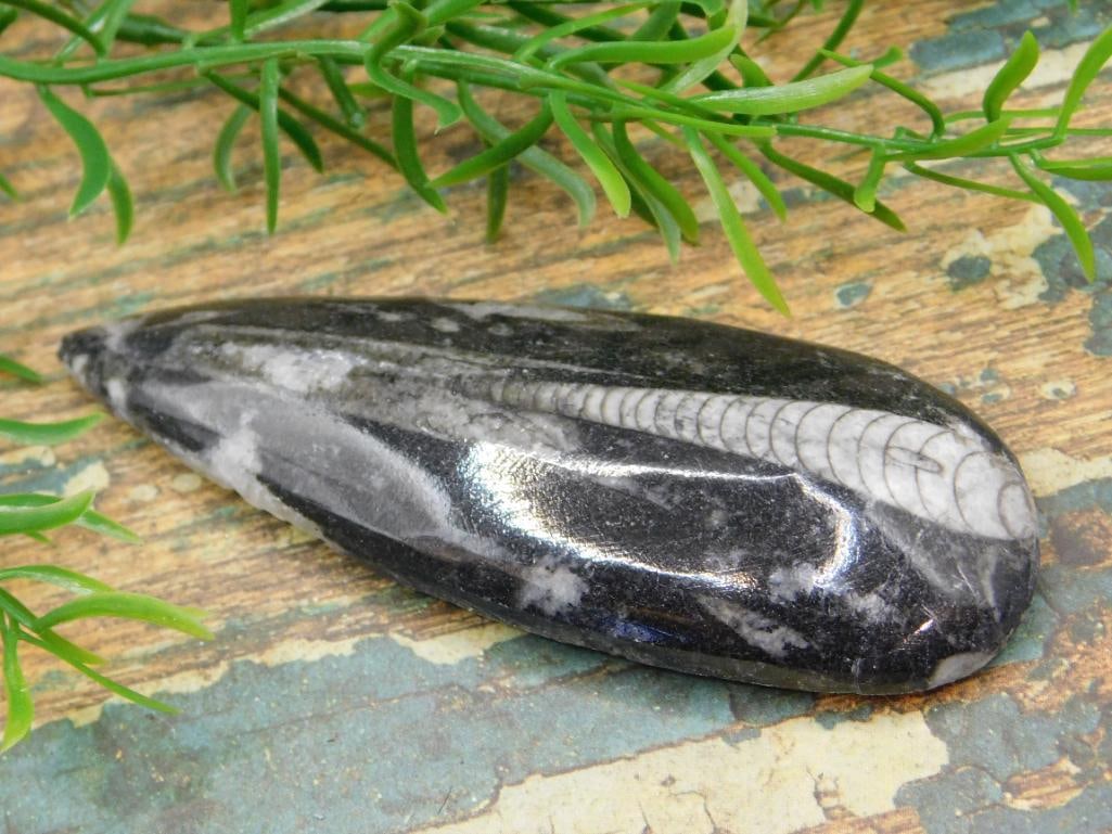 JEWELRY SALE! ROCK STONE LAPIDARY SPECIMEN: JEWELRY SALE! ROCK STONE LAPIDARY SPECIMEN