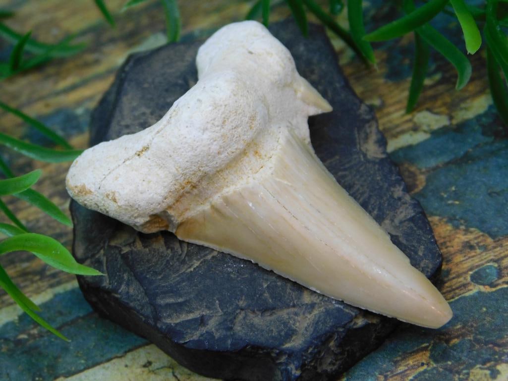 JEWELRY SALE! ROCK STONE LAPIDARY SPECIMEN: JEWELRY SALE! ROCK STONE LAPIDARY SPECIMEN