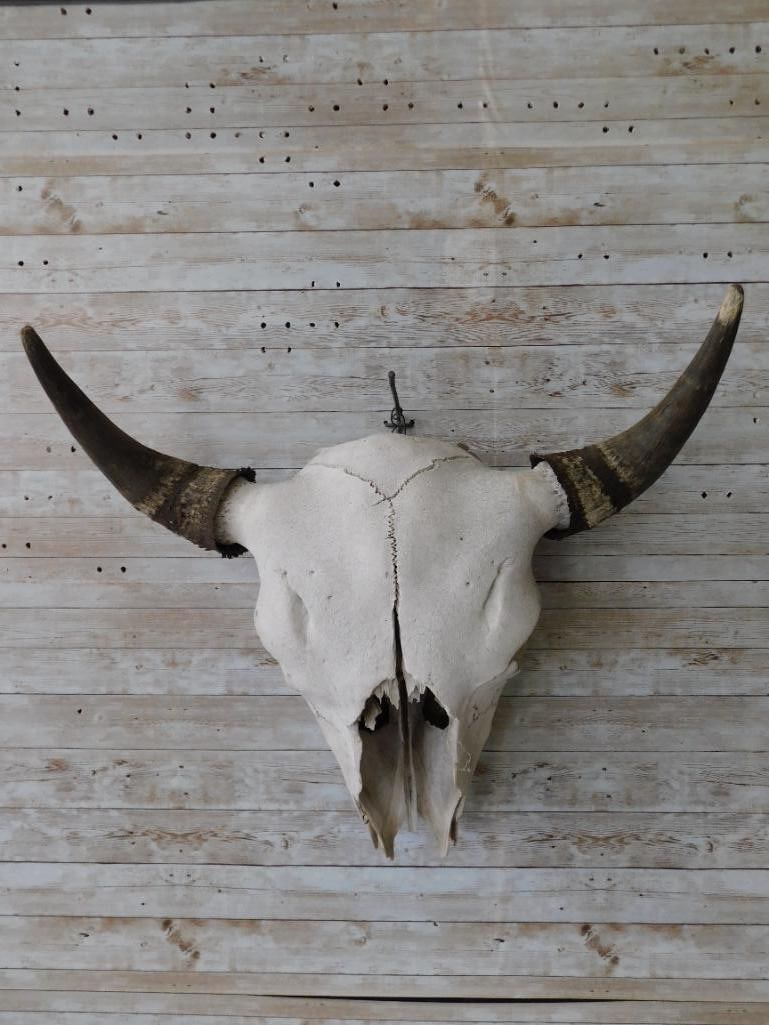 BUFFALO SKULL TAXIDERMY VINTAGE ANTIQUE (1 of 5)