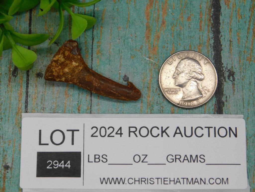 SAWFISH TOOTH ROCK STONE LAPIDARY SPECIMEN - 2