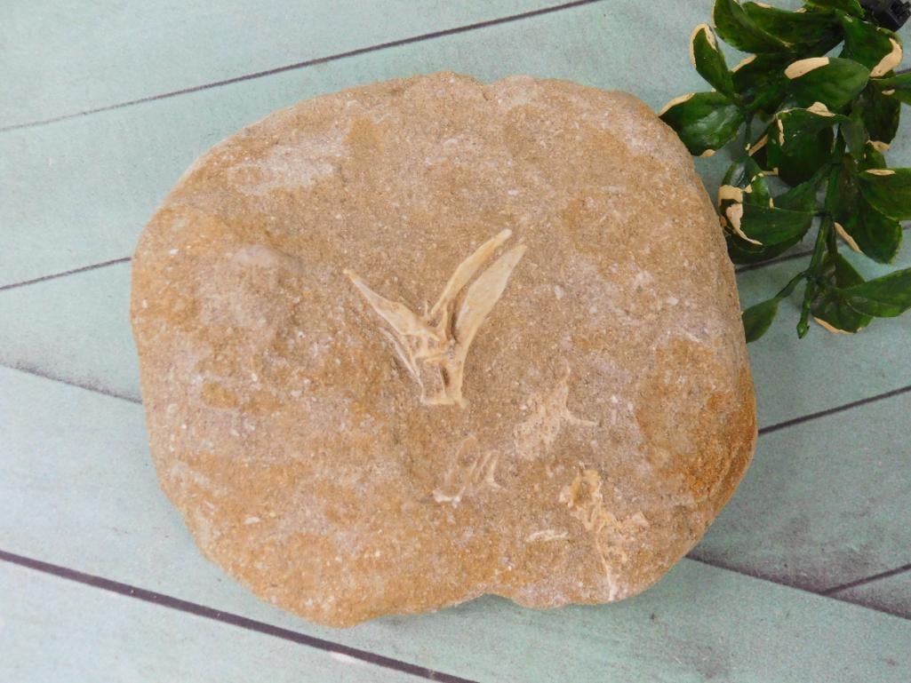 ENCHODUS FOSSIL ROCK STONE LAPIDARY SPECIMEN: ENCHODUS FOSSIL ROCK STONE LAPIDARY SPECIMEN