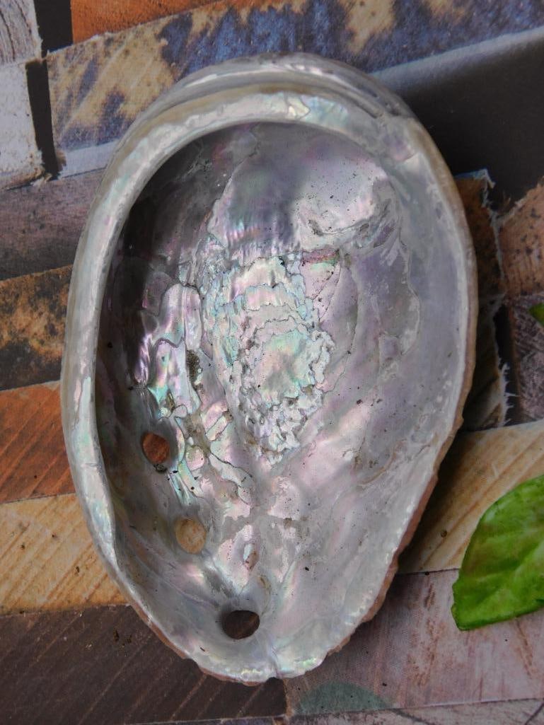 ABALONE SHELL (1 of 3)