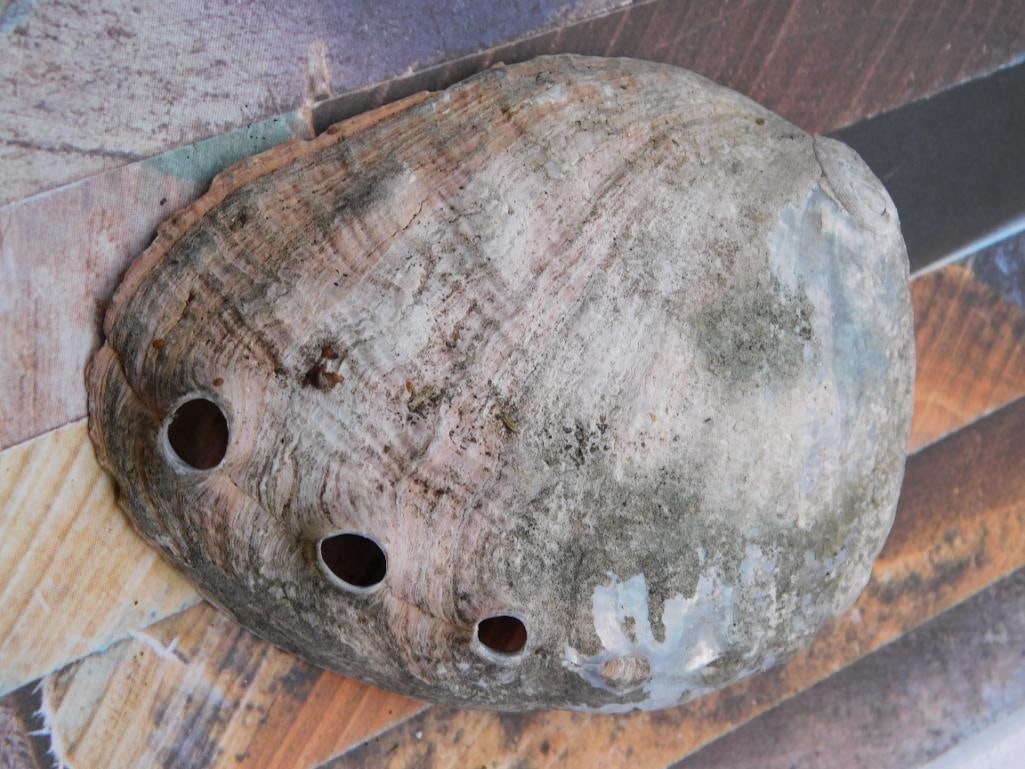 ABALONE SHELL - 2