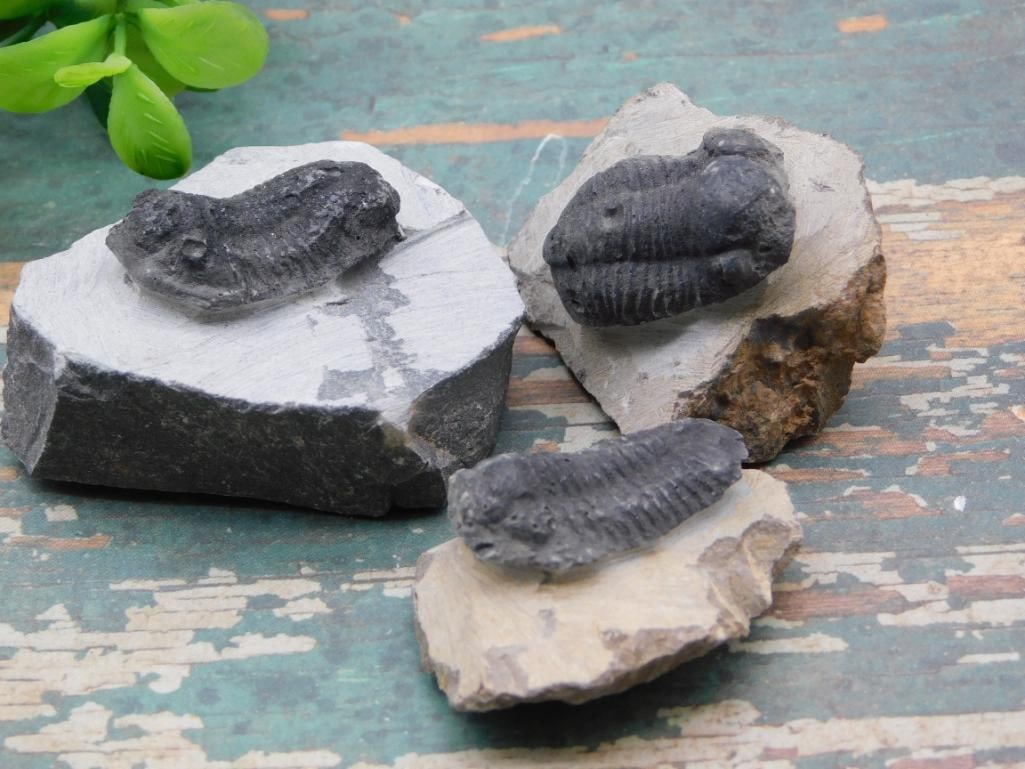 TRILOBITE FOSSILS ROCK STONE LAPIDARY SPECIMEN (1 of 2)