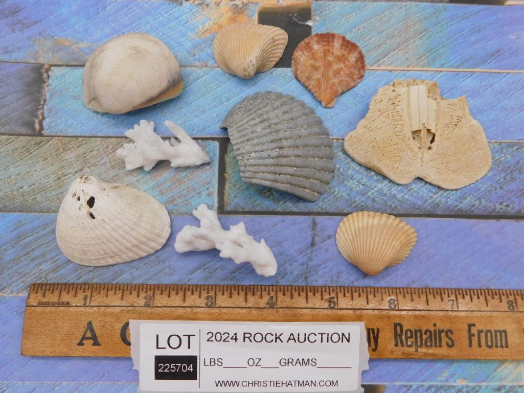 SEA SHELLS - 2