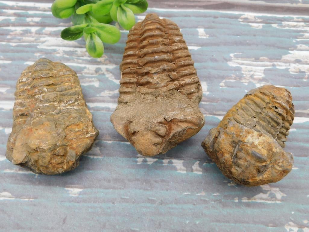 TRILOBITE FOSSILS ROCK STONE LAPIDARY SPECIMEN: TRILOBITE FOSSILS ROCK STONE LAPIDARY SPECIMEN