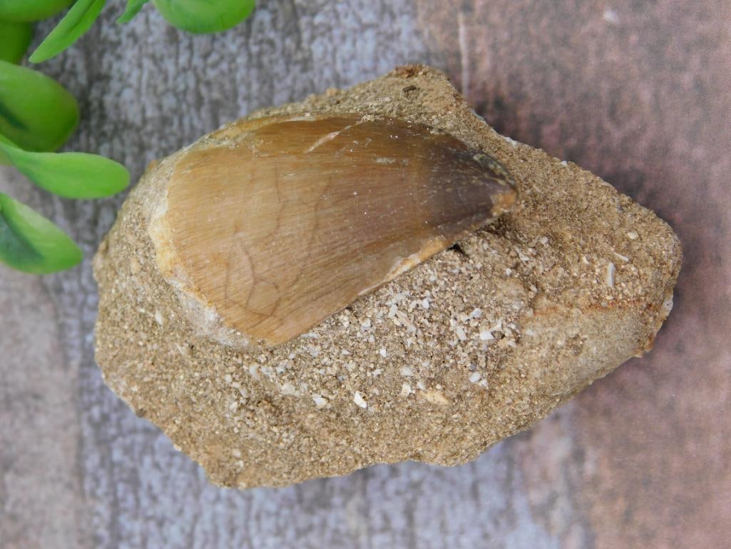 DINOSAUR TOOTH IN MATRIX ROCK STONE LAPIDARY SPECIMEN: DINOSAUR TOOTH IN MATRIX ROCK STONE LAPIDARY SPECIMEN