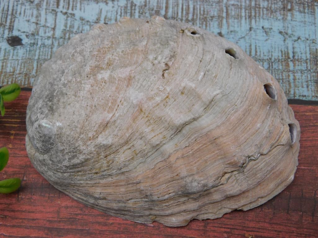 ABALONE SHELL - 2