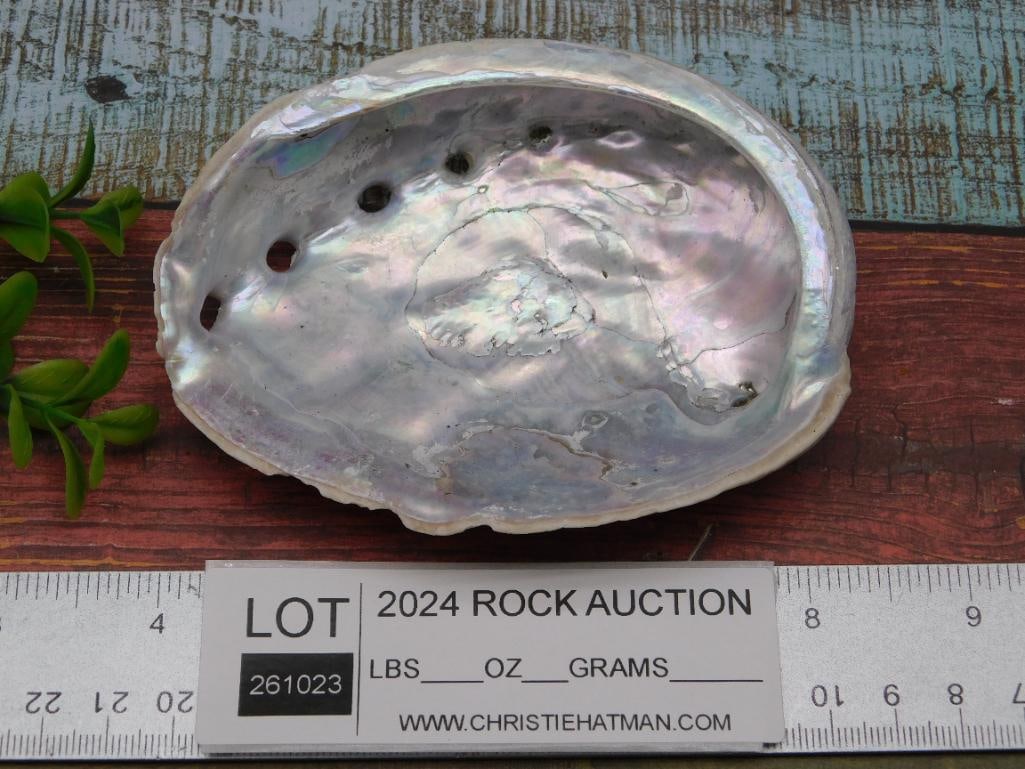 ABALONE SHELL - 3
