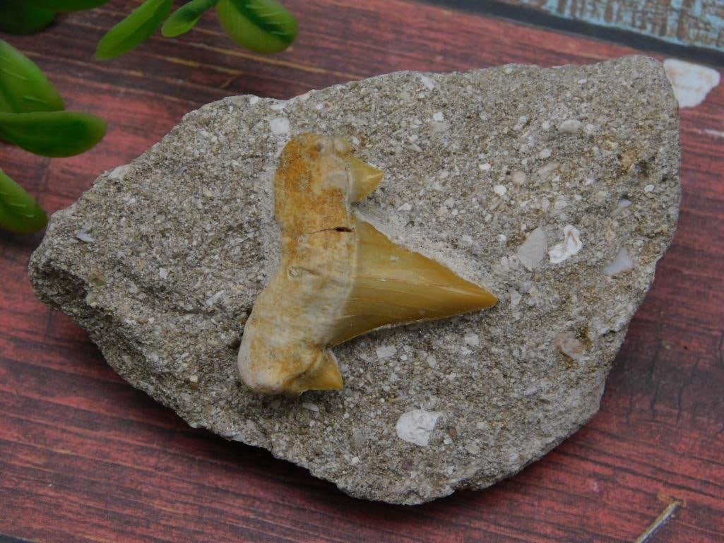SHARK TOOTH IN MATRIX ROCK STONE LAPIDARY SPECIMEN: SHARK TOOTH IN MATRIX ROCK STONE LAPIDARY SPECIMEN