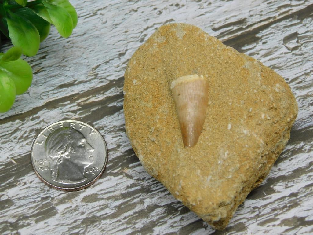 Fossilized Shark Tooth Embedded in Matrix - 2