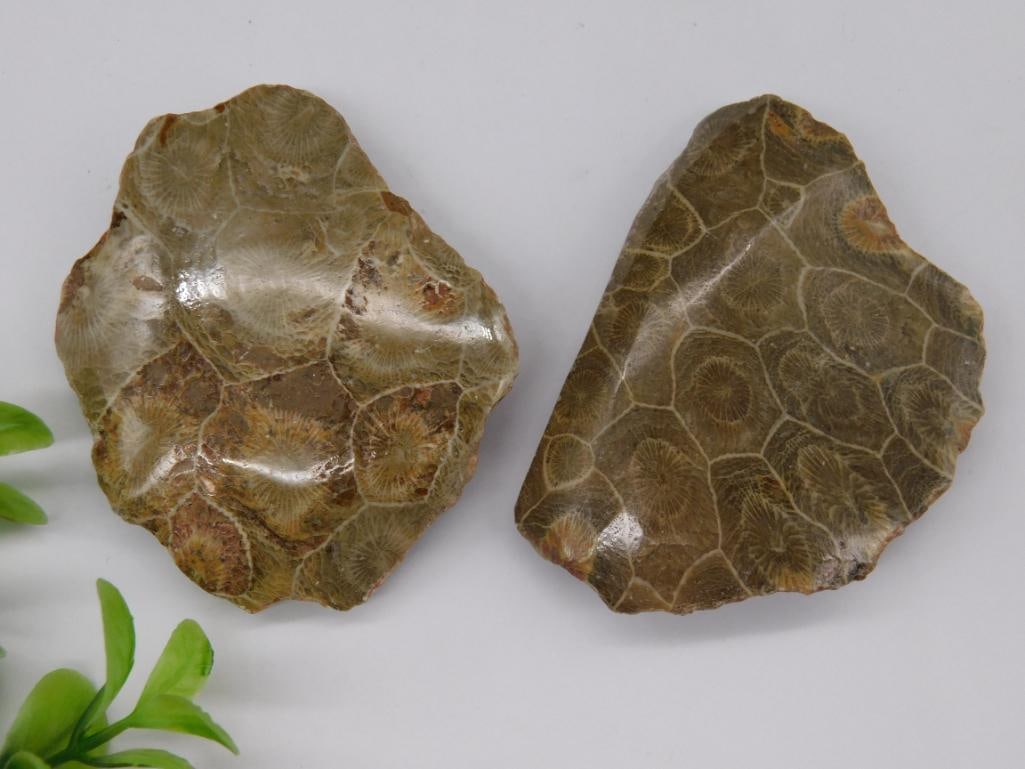 PETOSKEY STONES ROCK STONE LAPIDARY SPECIMEN: PETOSKEY STONES ROCK STONE LAPIDARY SPECIMEN