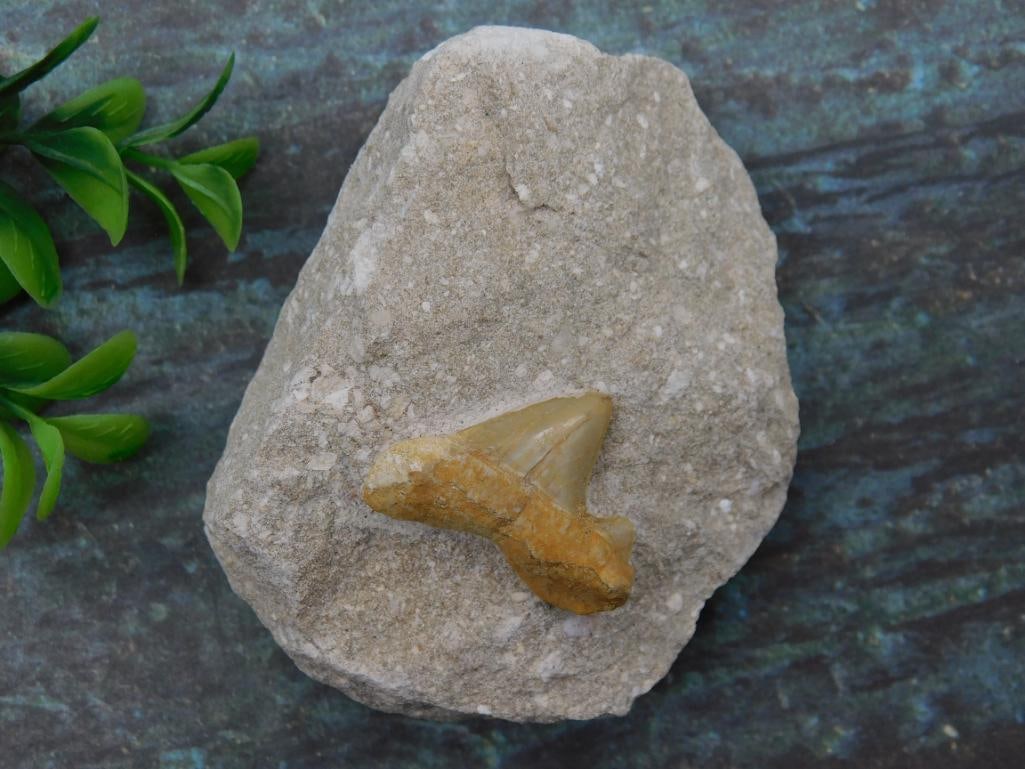 SHARK TOOTH IN MATRIX ROCK STONE LAPIDARY SPECIMEN: SHARK TOOTH IN MATRIX ROCK STONE LAPIDARY SPECIMEN